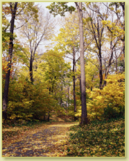 forest